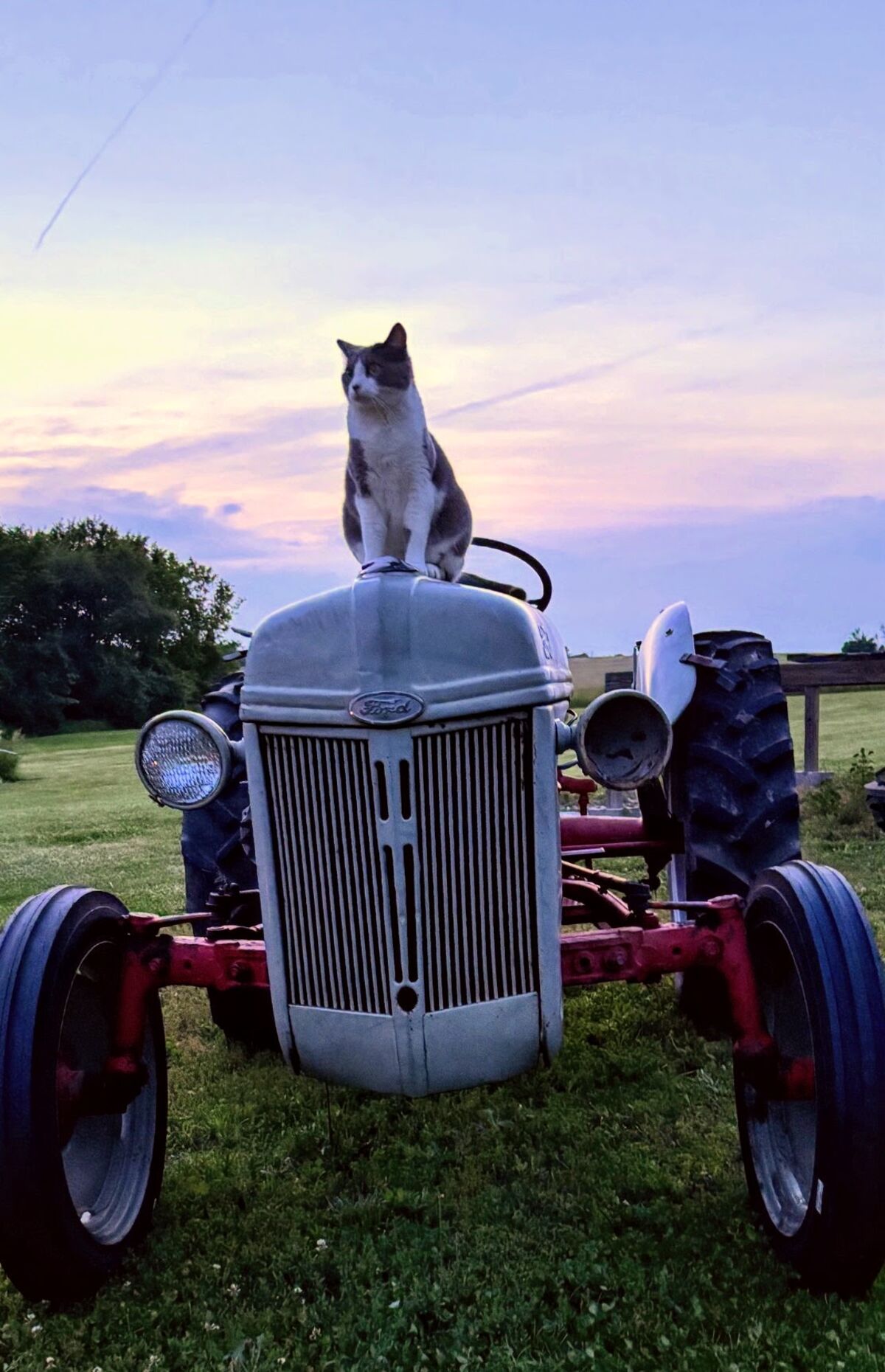 Noodle the shop cat supervising tractor restoration work at Gibson Service Company